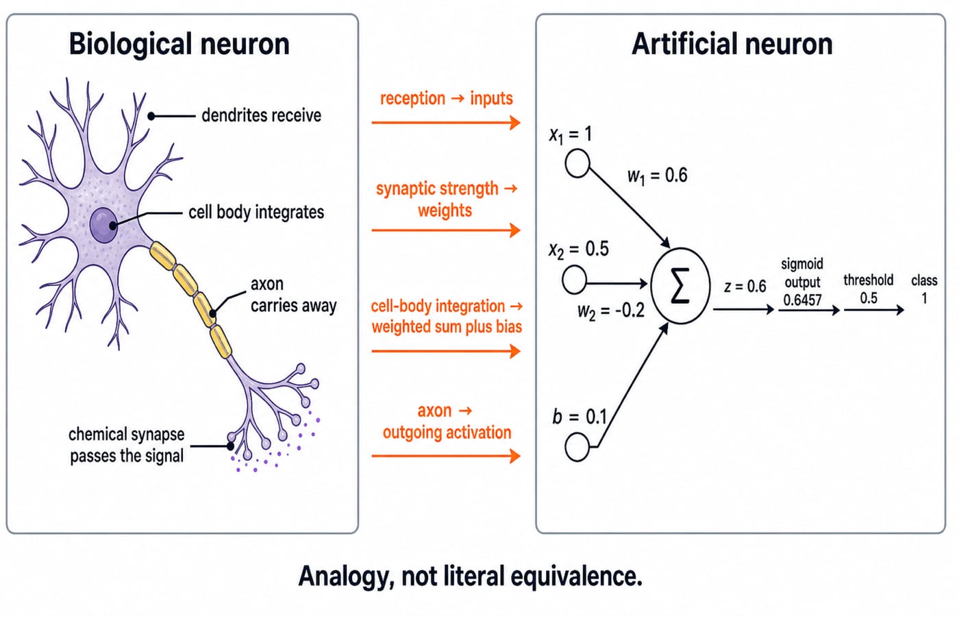 A two-panel biological-to-artificial neuron bridge. Left panel labels dendrites receive, cell body integrates, axon carries away, and chemical synapse passes the signal. Right panel shows x1 = 1, x2 = 0.5, w1 = 0.6, w2 = -0.2, and b = 0.1 entering a summation node; label z = 0.6, sigmoid output 0.6457, threshold 0.5, and class 1. Connect reception to inputs, synaptic strength to weights, cell-body integration to weighted sum plus bias, and axon to outgoing activation. Caption: “Analogy, not literal equivalence.”